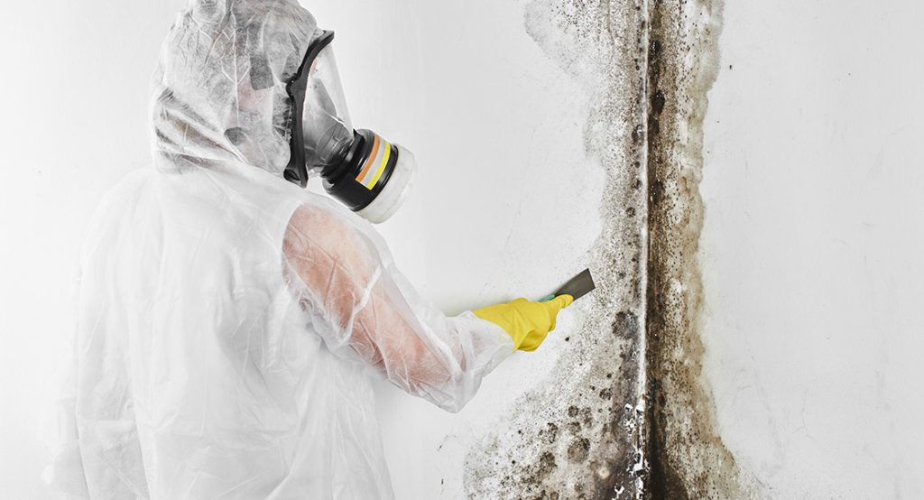 Mould Remediation