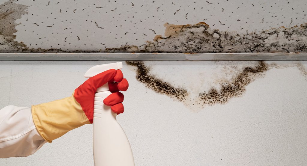 Mould Remediation Isaacs